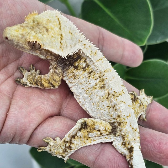 Normal Drippy Extreme Harlequin White Spot