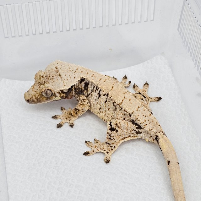 노멀 드리피 화이트스팟