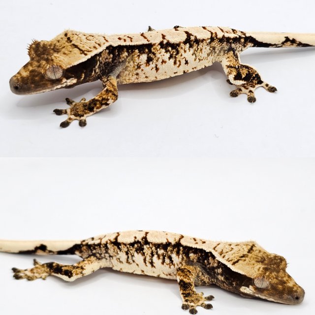 노멀 드리피 화이트스팟