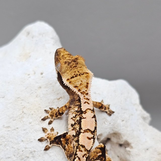 노멀 할리퀸 화이트스팟