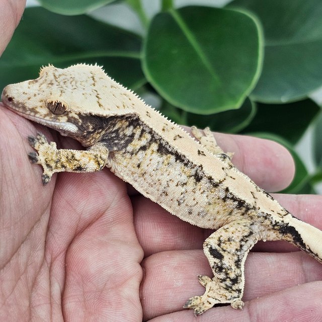 Normal Extreme Harlequin Drippy White Spot