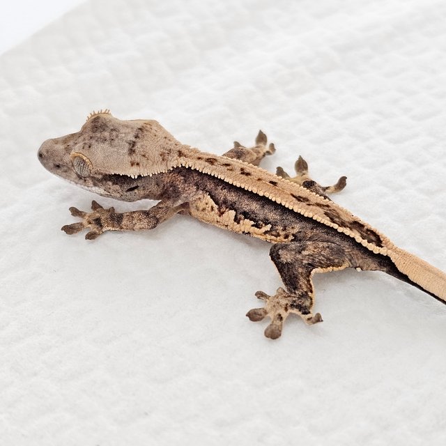 노멀 화이트스팟 드리피