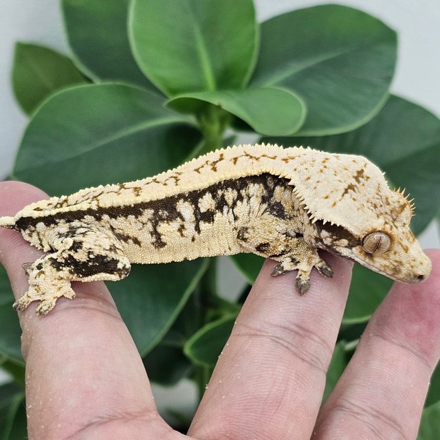 Normal Extreme Harlequin White Spot