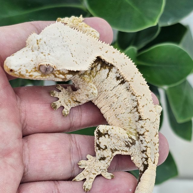 Normal Extreme Harlequin White Drippy White Spot