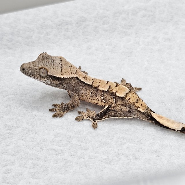 노멀 드리피 화이트스팟