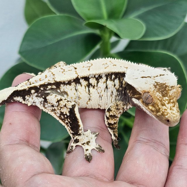 Normal Extreme Harlequin Drippy White Spot