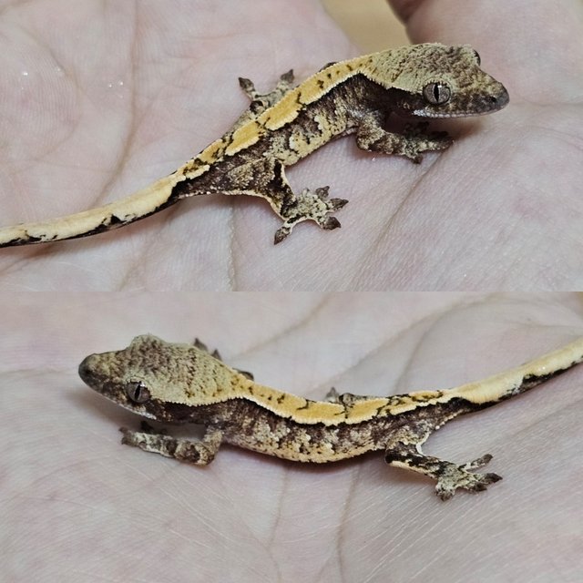 노멀 드리피 화이트스팟