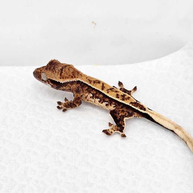 노멀 드리피 화이트스팟