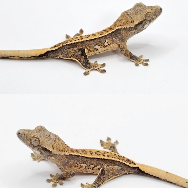 노멀 드리피 풀핀 화이트스팟