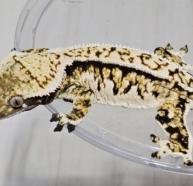 노멀 드리피 화이트스팟