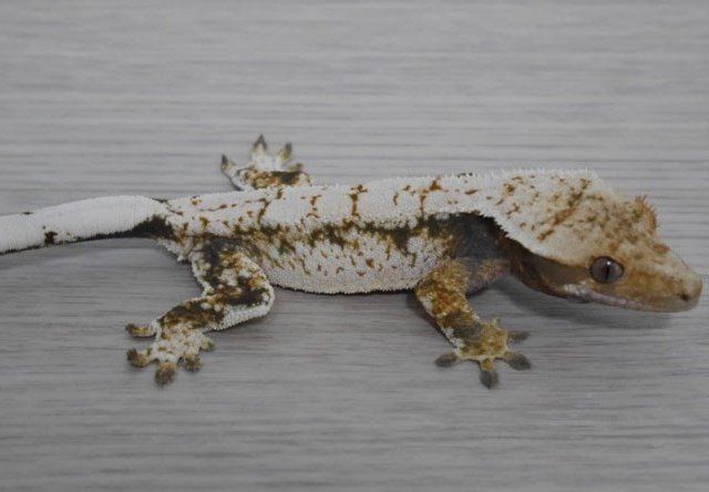 노멀 드리피 화이트스팟