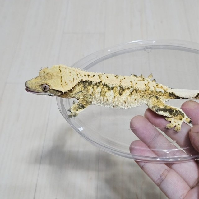 노멀 할리퀸 드리피 화이트스팟