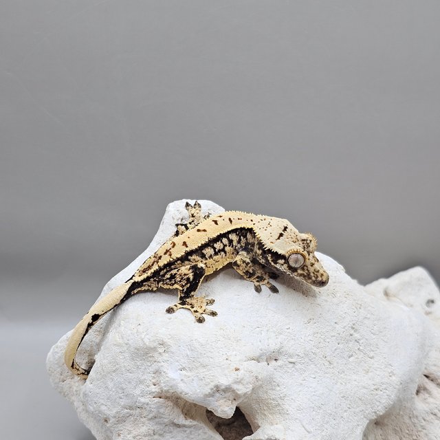 노멀 화이트스팟