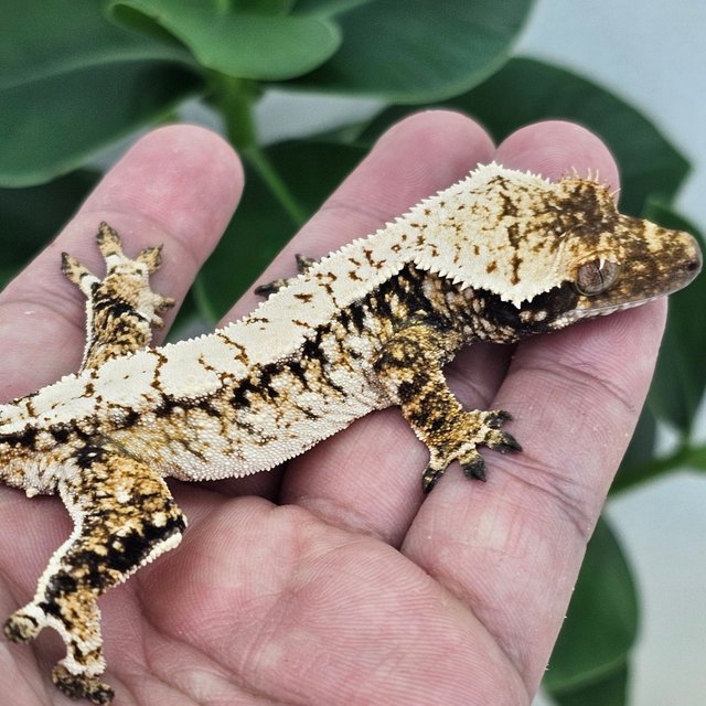 Normal Extreme Harlequin Drippy White Spot