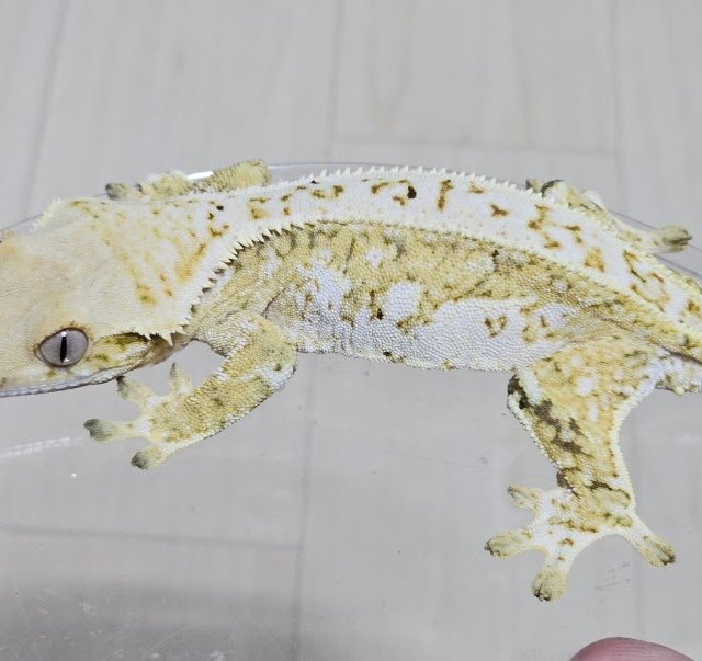 노멀 드리피 화이트스팟