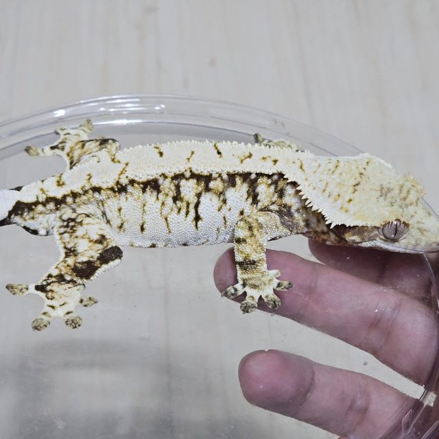 노멀 드리피 화이트스팟