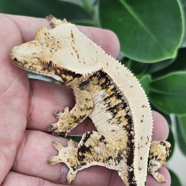 Normal Full Pinstripe Quad Drippy White Spot