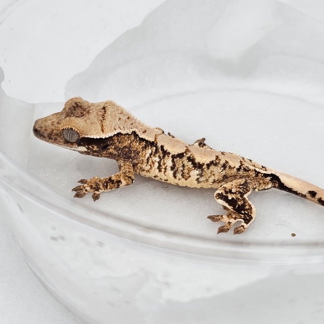 Drippy Extreme Harlequin White Spot Normal