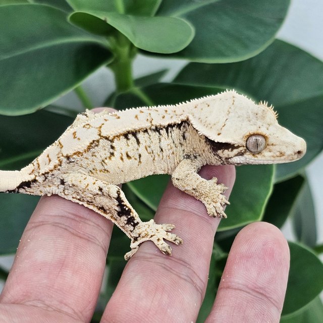 White White Spot Drippy Extreme Harlequin Normal