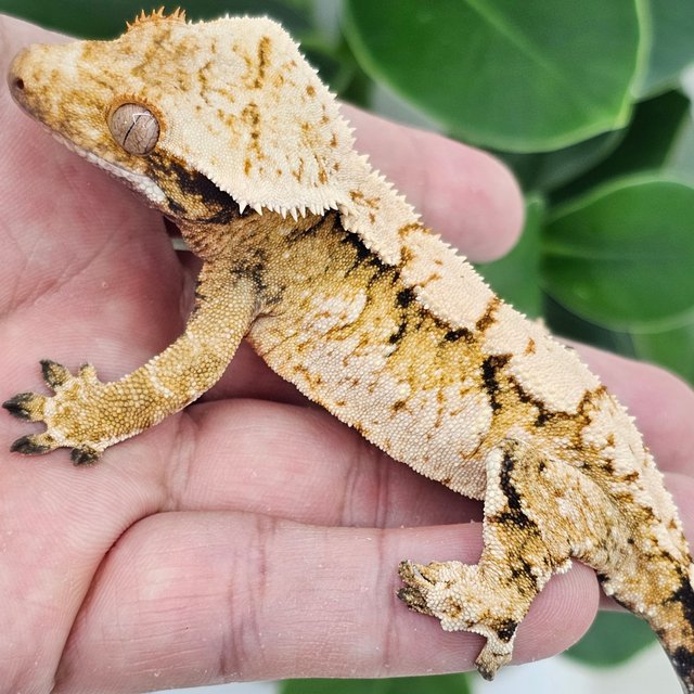 Normal Tangerine Extreme Harlequin White Spot