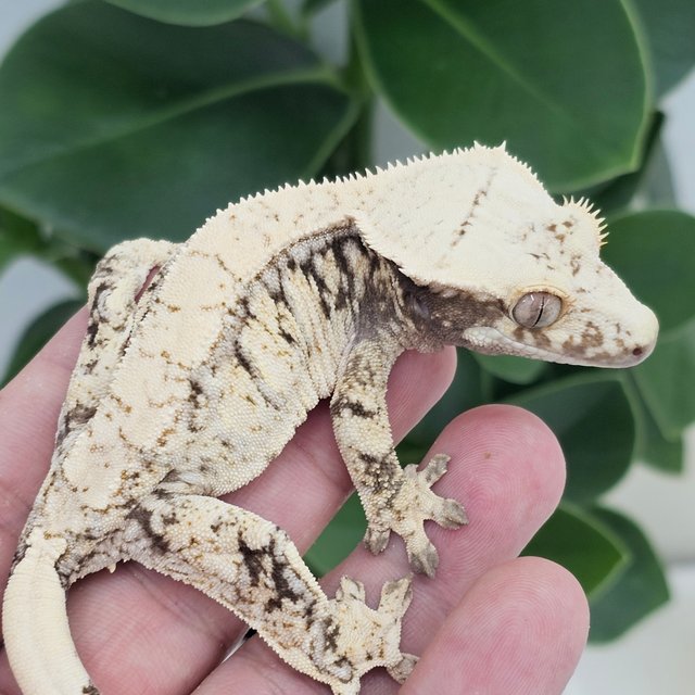 Normal White Extreme Harlequin Drippy White Spot