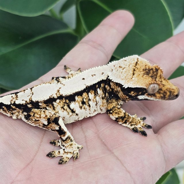 Normal Extreme Harlequin White Spot Tri