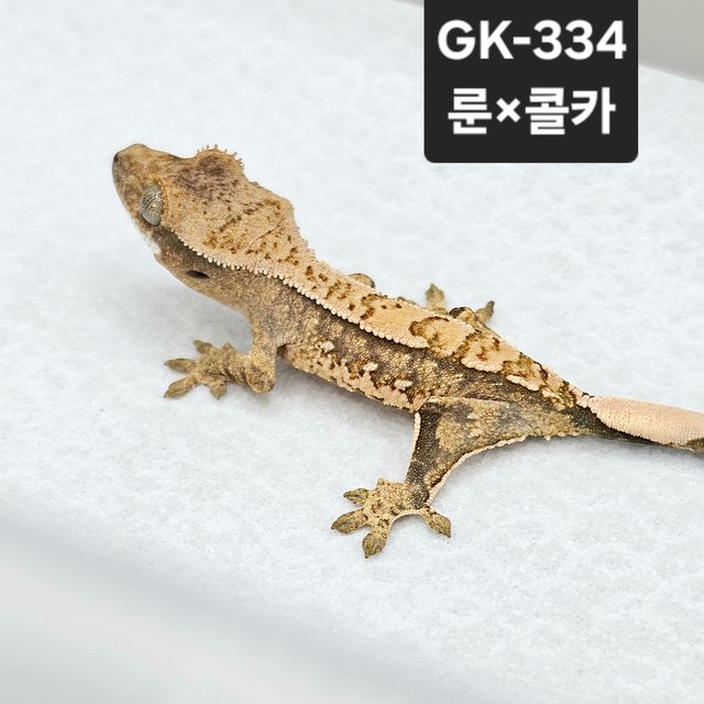 노멀 드리피 화이트스팟