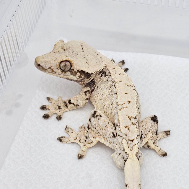 노멀 드리피 화이트스팟