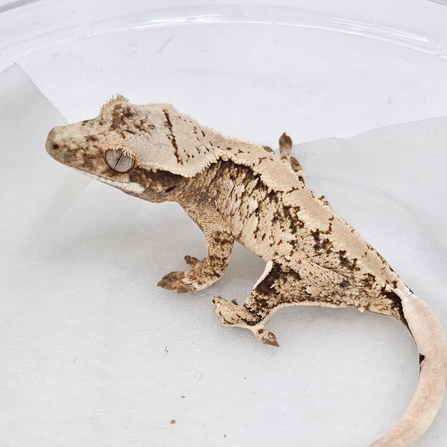 Normal Extreme Harlequin Drippy White Spot