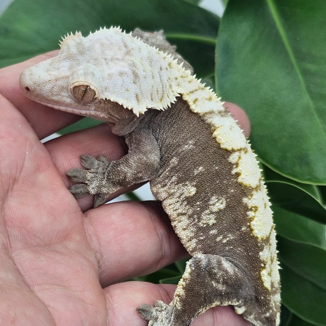 100% Het Axanthic