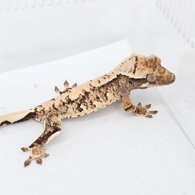 Normal Tri Extreme Harlequin White Spot