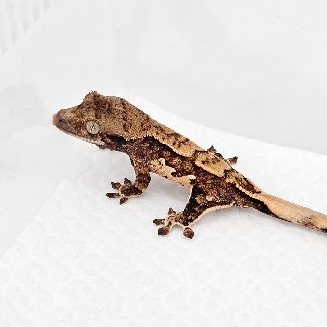 노멀 드리피 화이트스팟