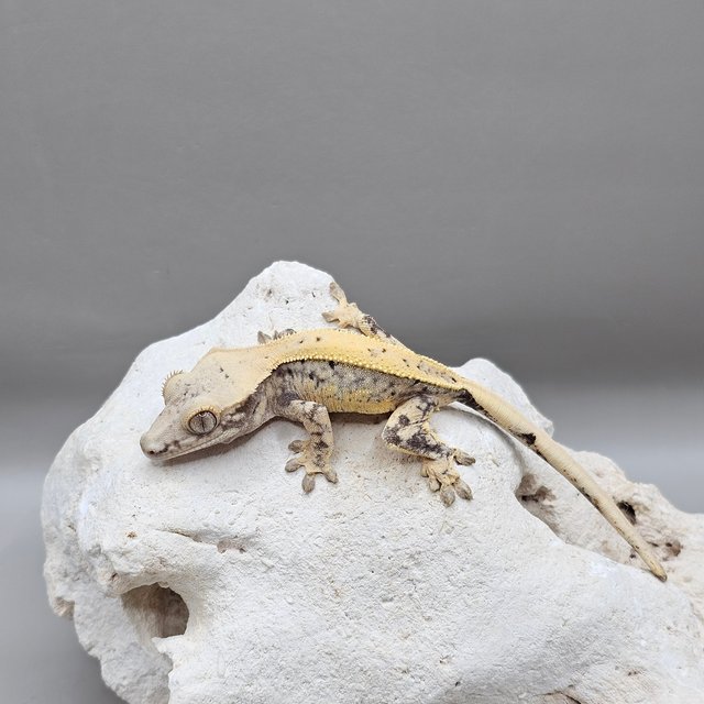 노멀 드리피 화이트스팟