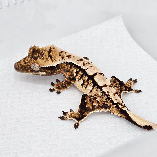 노멀 트라이 화이트스팟