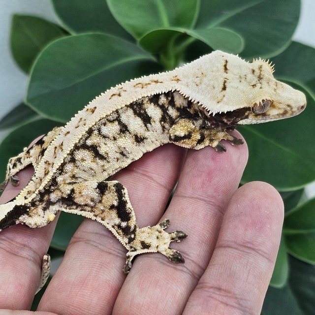 Normal Full Pinstripe Extreme Harlequin Drippy White Spot