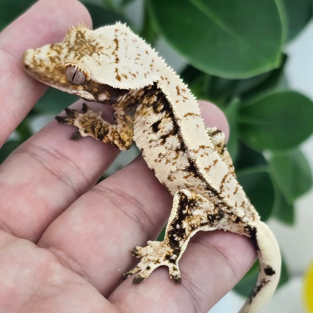 Normal Extreme Harlequin Drippy White Spot