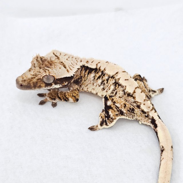 Normal Extreme Harlequin White Spot Tri