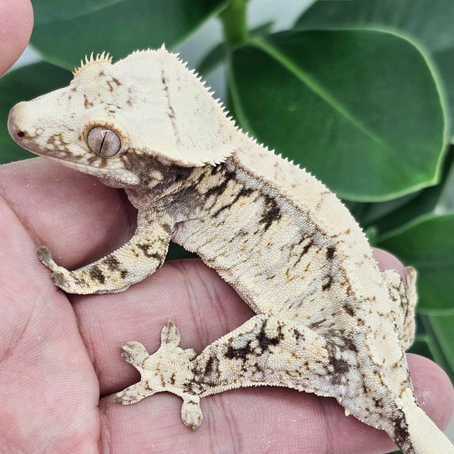 Normal White Extreme Harlequin Drippy White Spot