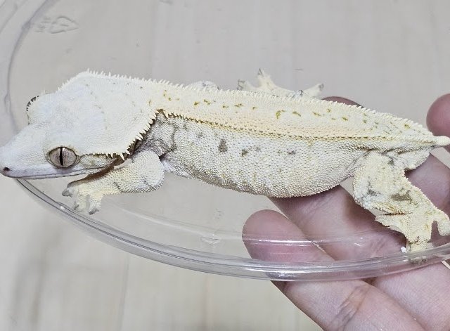 노멀 드리피 화이트스팟