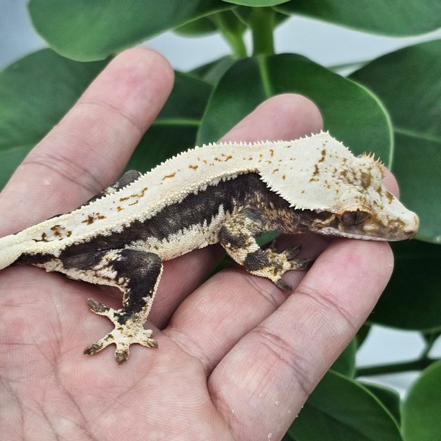 Lilly 100% Het Axanthic