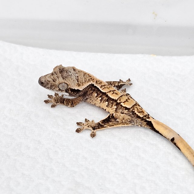 노멀 드리피 화이트스팟