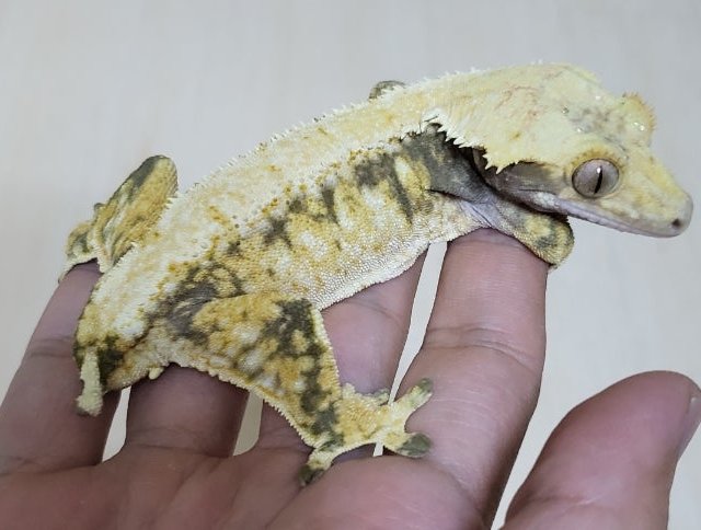 노멀 드리피 화이트스팟