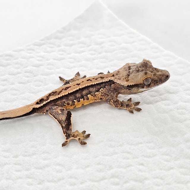 노멀 화이트스팟 드리피