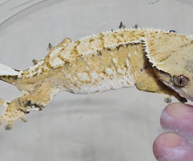 노멀 화이트스팟