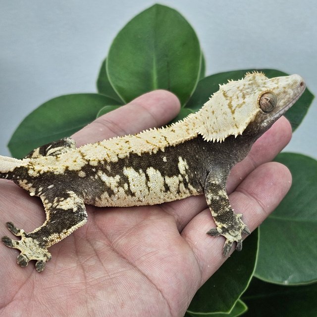 100% Het Axanthic