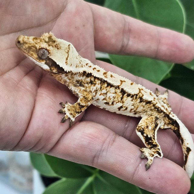 Normal Extreme Harlequin Drippy White Crown White Spot