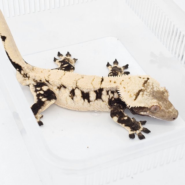 White Spot Drippy Extreme Harlequin Normal