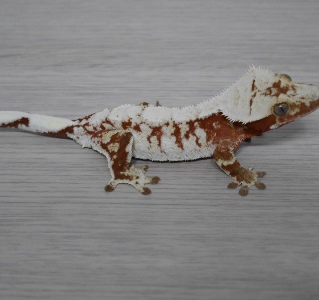 Normal Red Drippy White Spot