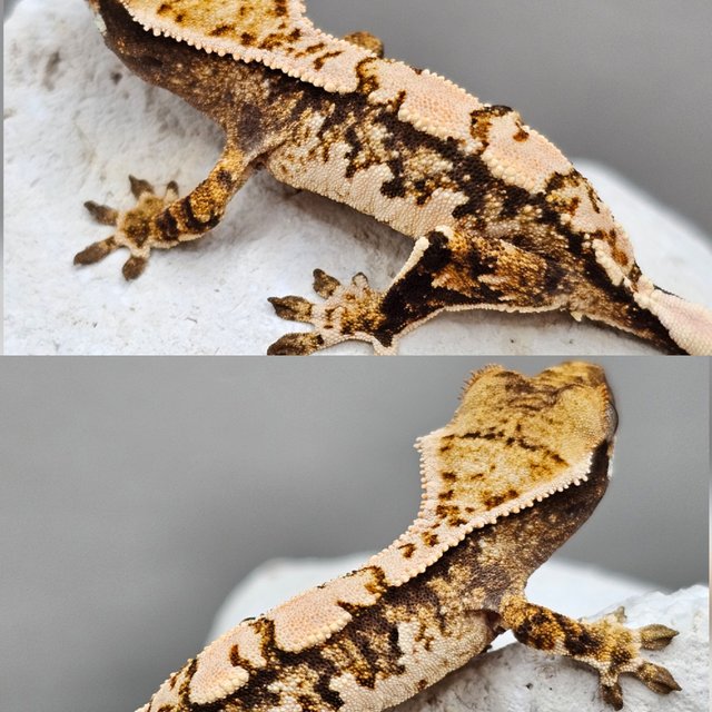Normal Tri Extreme Harlequin Drippy White Spot