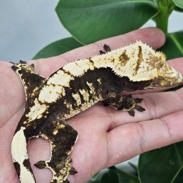 100% Het Axanthic